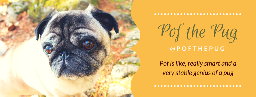 Pof the Pug header picture