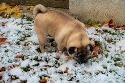 Snow Sniffing